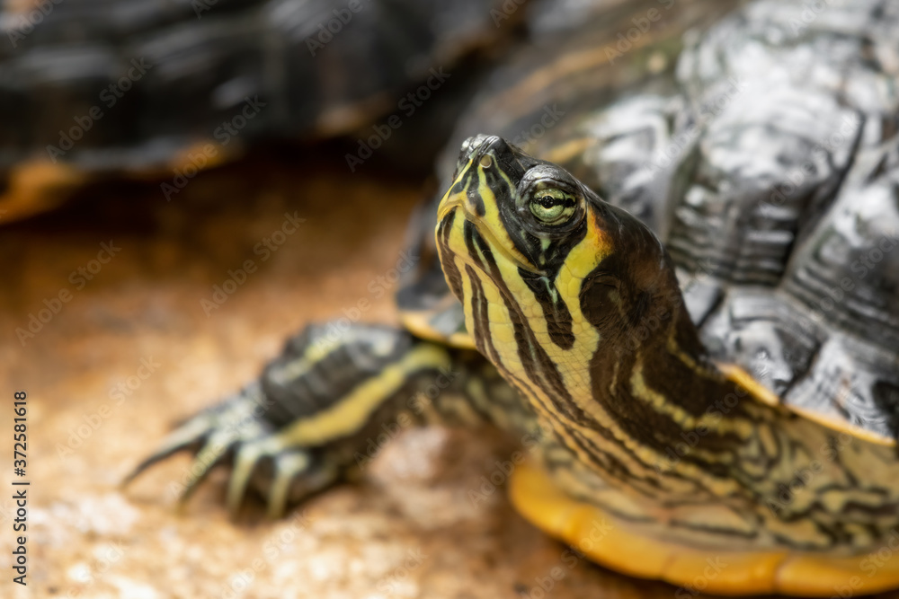 Fototapeta premium Cumberland Slider With its Head Raised Upwards