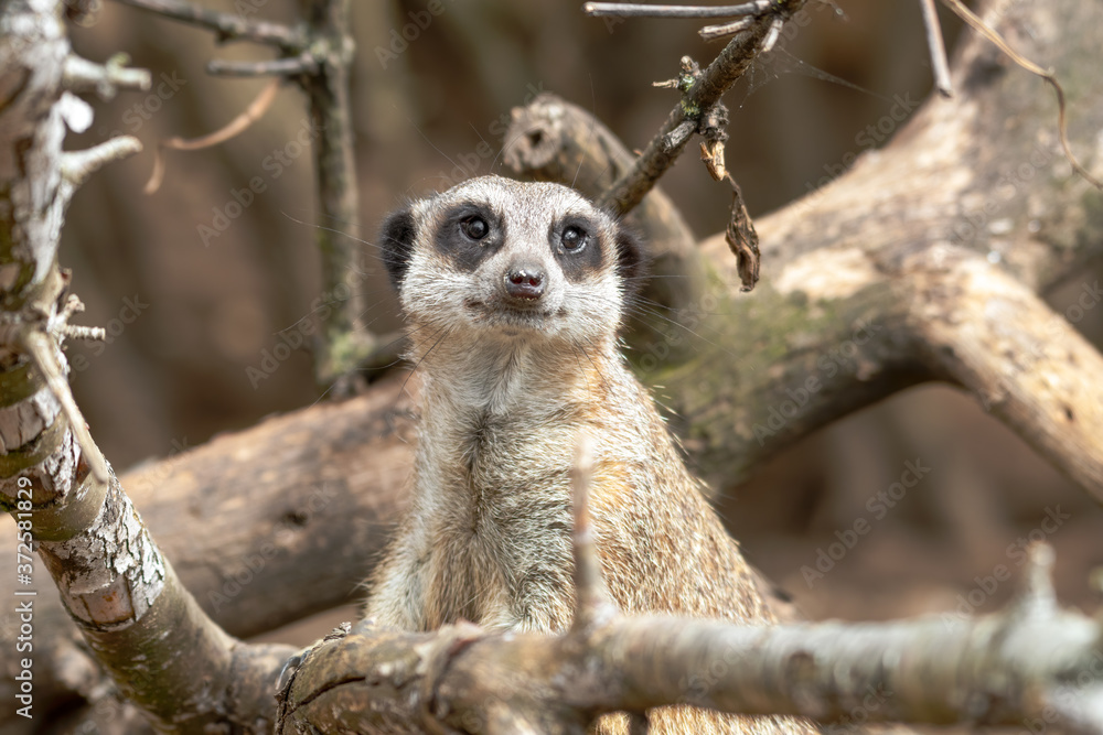 Fototapeta premium Meerkat Looking Out from Tree branches