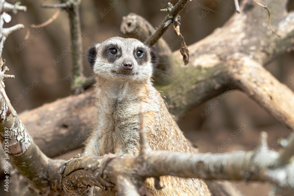Fototapeta premium Meerkat Looking Out from Tree branches