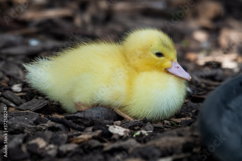 Bright Yellow Newborn Muscovy Duck © Ian