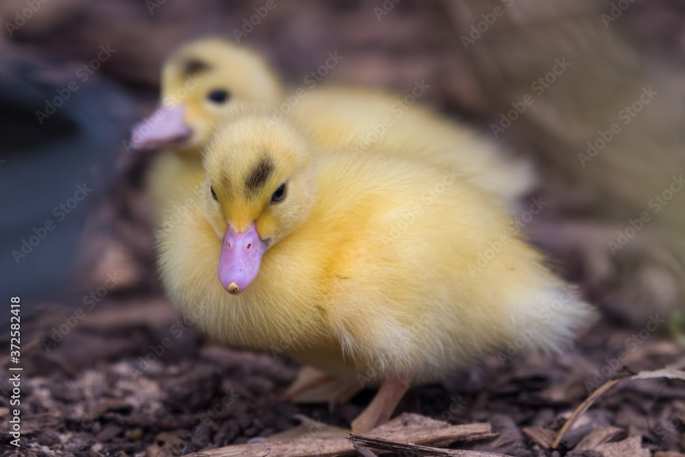 Bright Yellow Newborn Muscovy Duck Bright Yellow Newborn Muscovy Duck