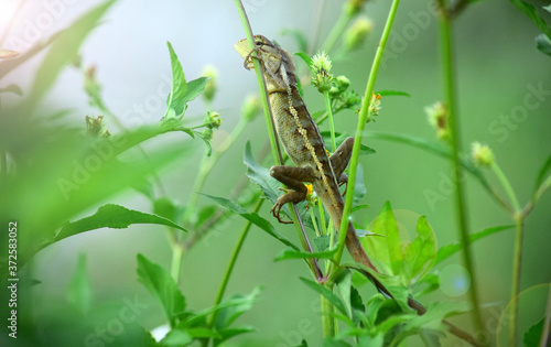 Oriental garden lizard (Calotes versicolor) - Garden lizards are relaxing on tree branches, camouflage garden lizards. Close up chameleon details.