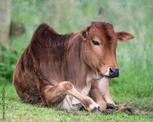 Young Zebu Resting on Grass