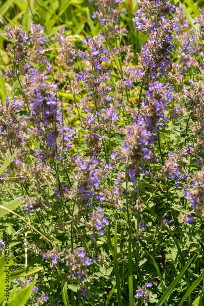 Naklejka premium Purple flowers with green grass