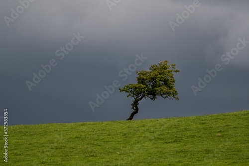 Fotografija One Tree on a Hill Alone in Stormy Skies