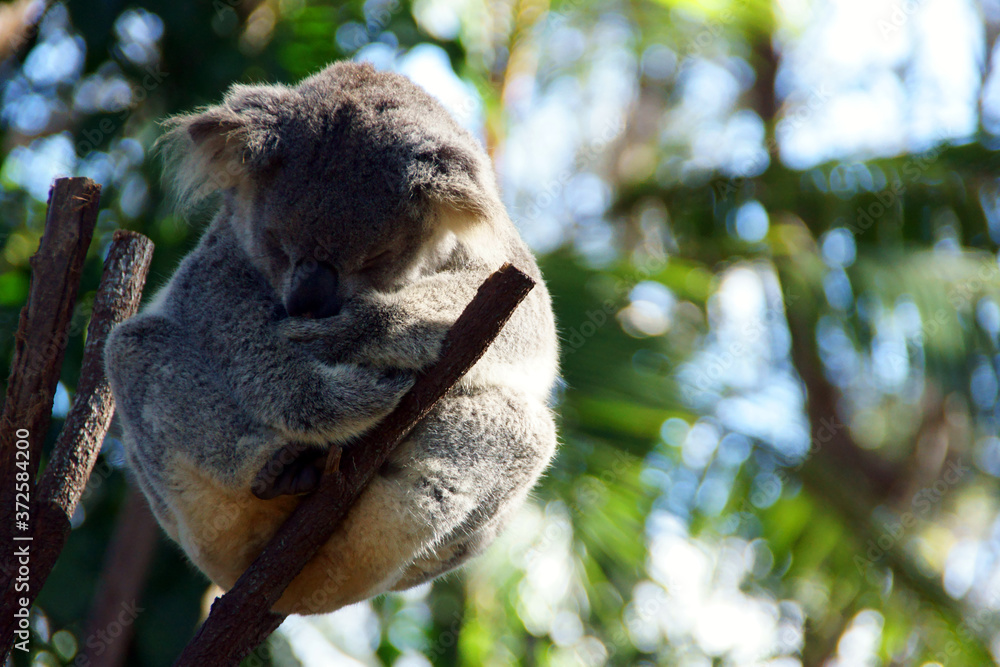 Fototapeta premium Sleeping Koala