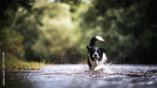 Photography dog running in the water