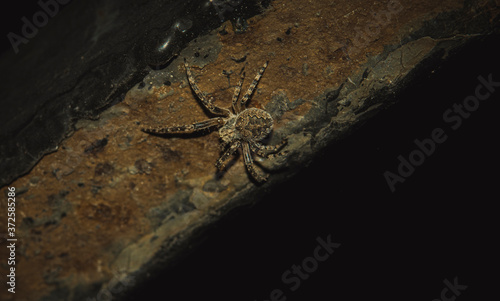 spider on wall 