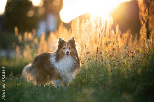 Dog in the sunset