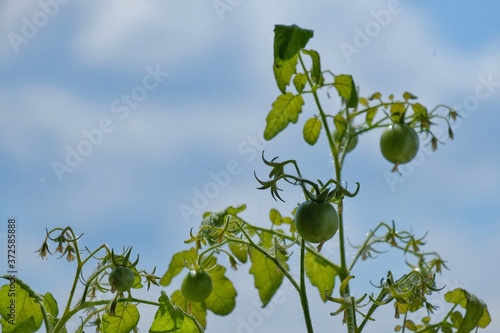 green tomatoes against a blue sky.