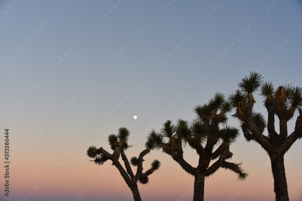California- Close Up of Joshua Trees at Sunset in the National Park California- Close Up of Joshua Trees at Sunset in the National Park
