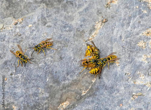 Fotografie Aggressive wasps on a boulder devouring their prey closeup