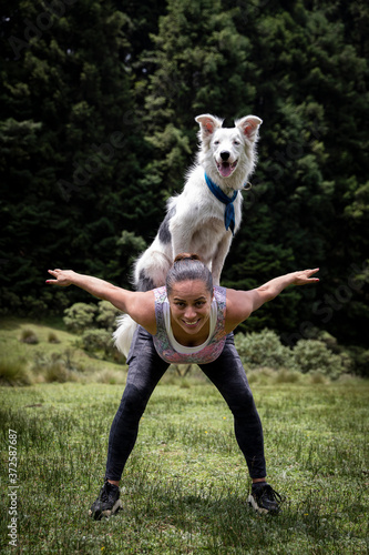 happy white and black border collie in training session sitting on the owners back