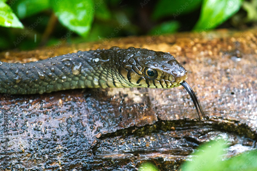 A Rat Snake tries to find shelter from the rain. A Rat Snake tries to find shelter from the rain.