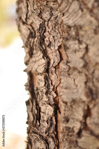 macrophotography image of wooden texture 