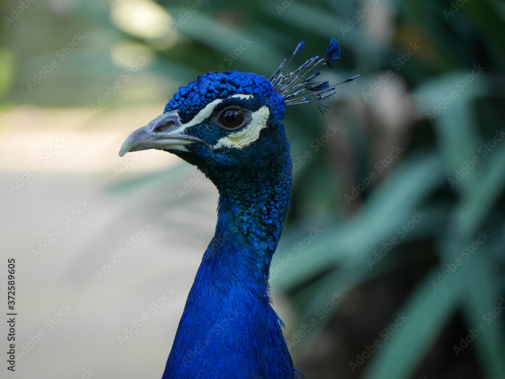 Naklejka premium COMMON PEAFOWL
