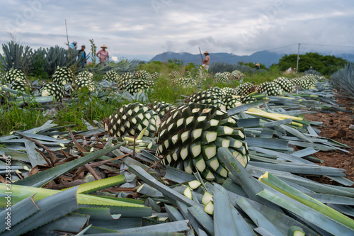 Fotografie Grandes bolas de agave están en el suelo del campo en Tequila Jalisco