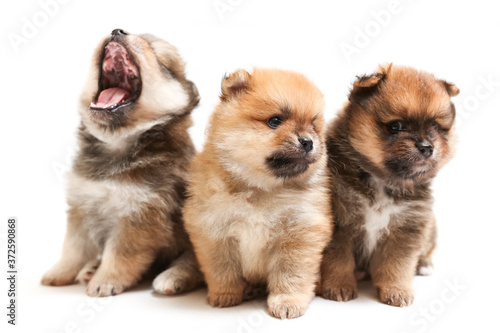 three spitz puppies are on white background