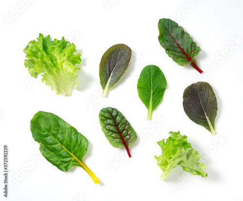 Obraz na plátne Various salad leaves on a white background