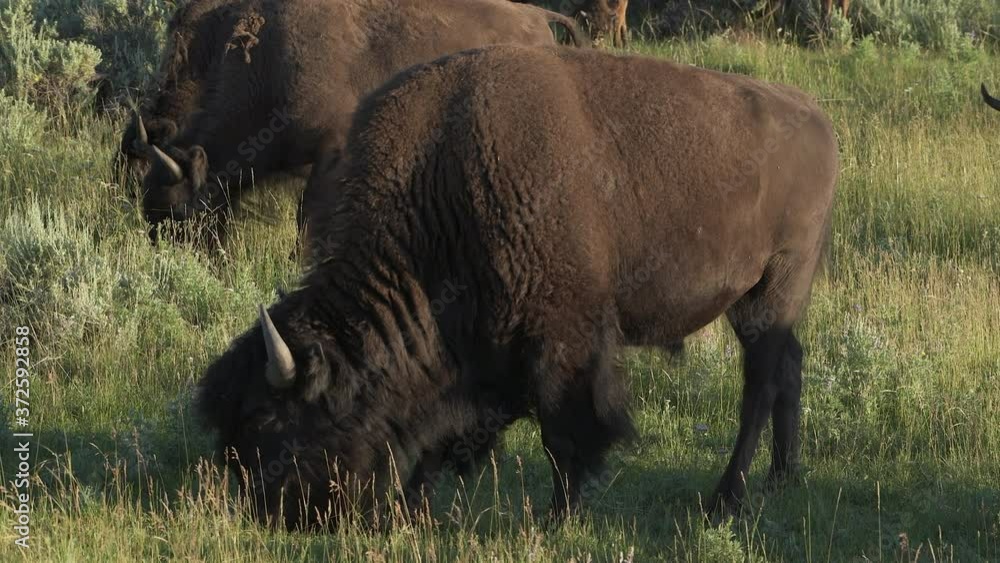 American bison roam the prairies of Wyoming and Montana in Yellowstone National Park in the United States. High definition 4K video 3. American bison roam the prairies of Wyoming and Montana in Yellowstone National Park in the United States. High definition 4K video 3.