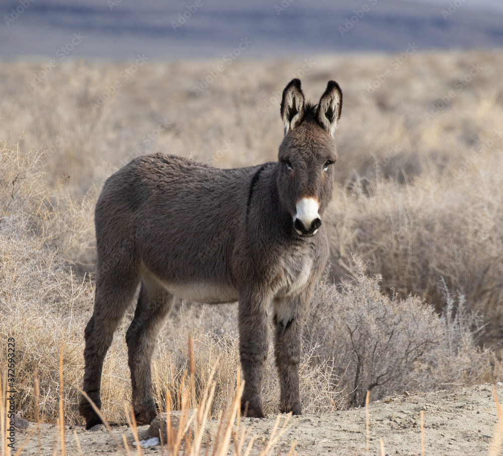 Donkey
