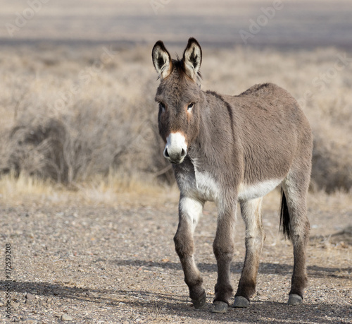 Fotografering Donkey