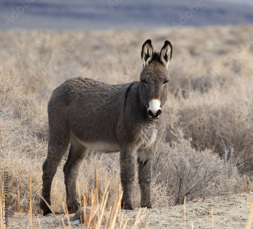 Obraz na płótnie Donkey w salonie