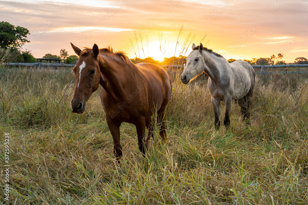Two horses in the long grass as the sun goes down