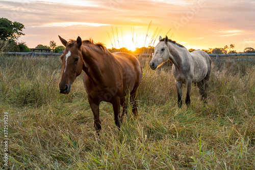 Two horses in the long grass as the sun goes down