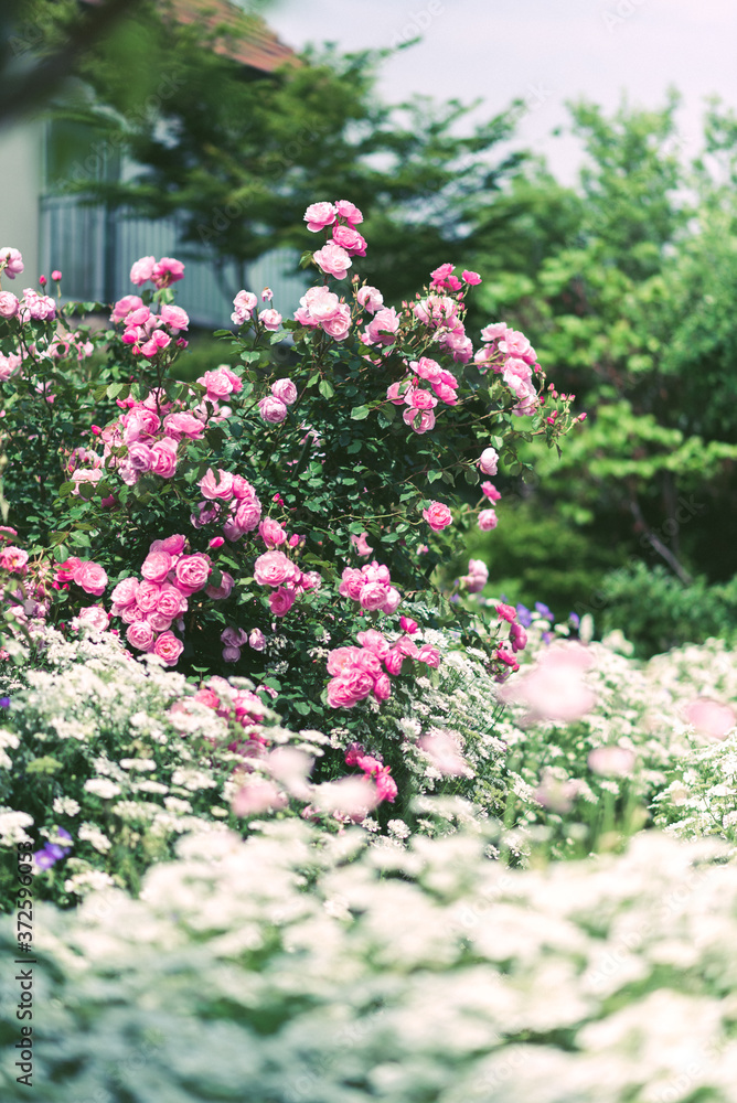 Obraz premium ガーデンの花
