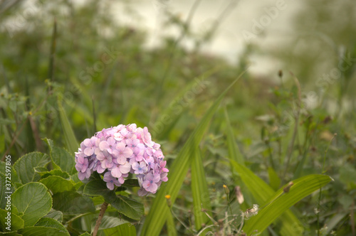 purple flowers in the garden