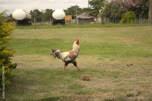 rooster in the grass