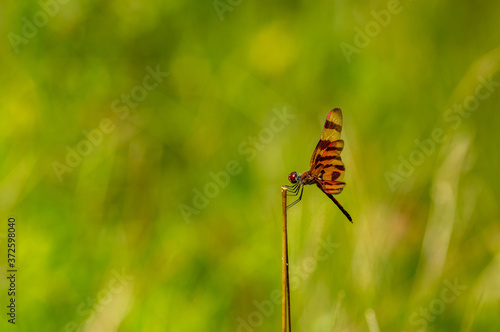 Halloween Pennant Dragonfly wings up © Tom Ramsey