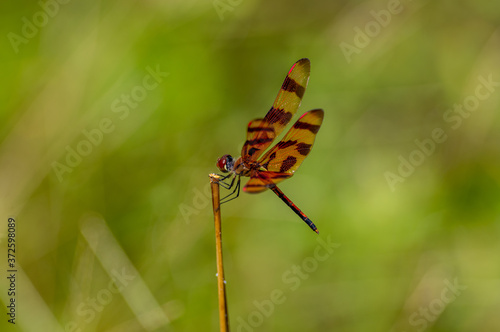 Halloween Pennant Dragonfly at rest photo