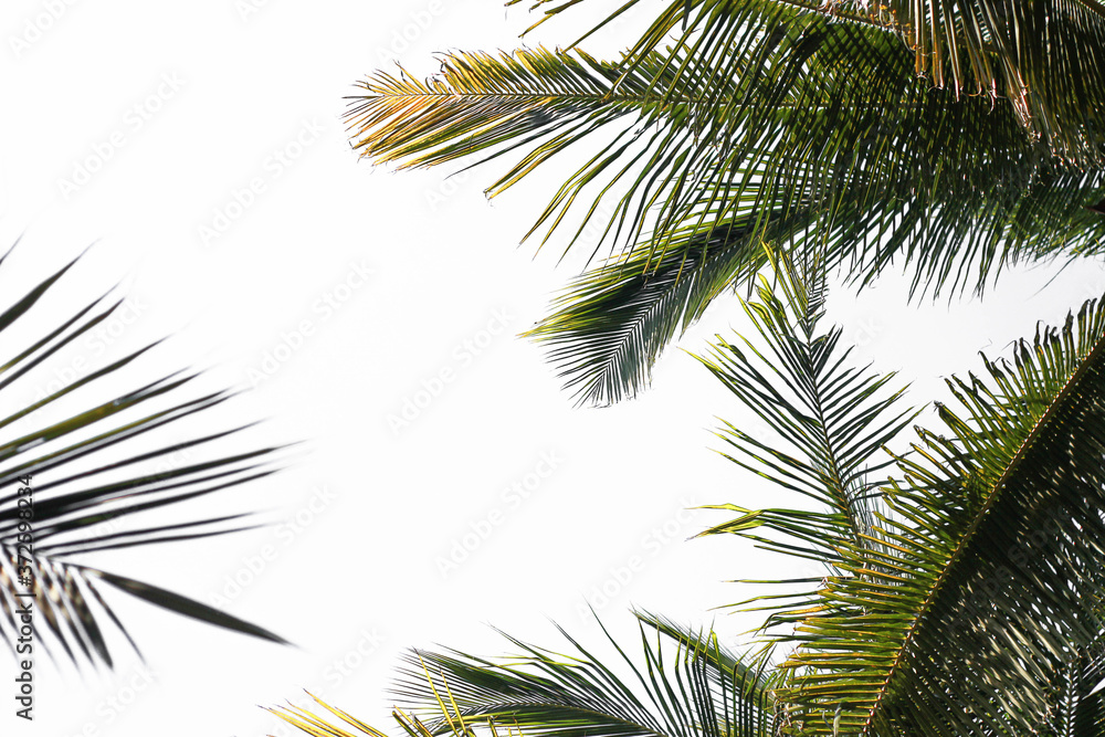 Obraz premium coconut tree leaves.white background.