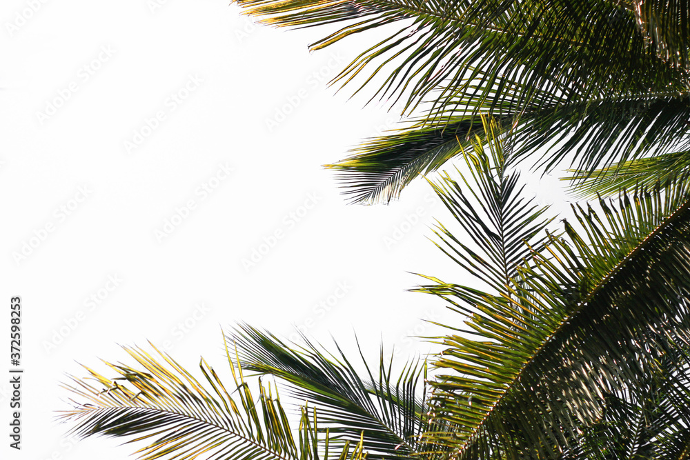Fototapeta premium coconut tree leaves.white background.