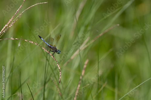 Eastern Pondhawk Dragonfly on Grass © Tom Ramsey