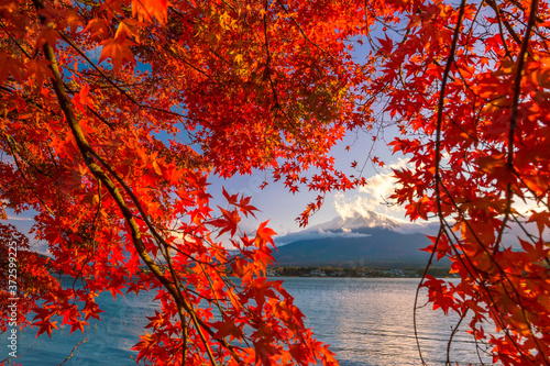 Mt. Fuji in autumn with red maple leaves