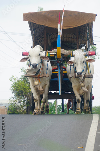 The ox-cart crosses the paved road. Two white cows walked slowly pulling the cart photo