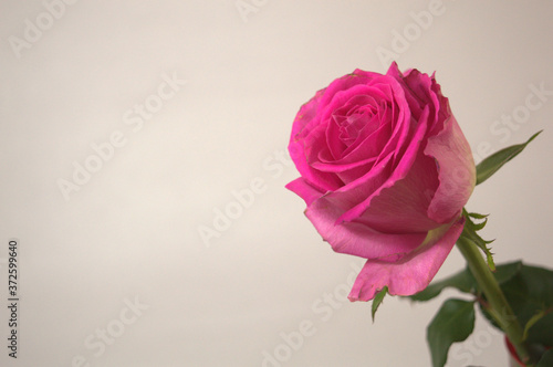 pink rose