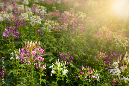 Cleome (Spider Flower) Assorted flowers. Colorful background image.