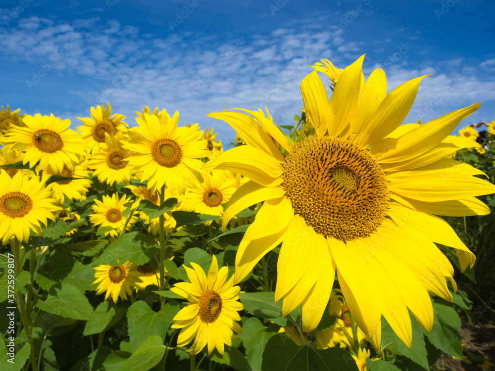Fototapeta premium Sunflowers in Bloom