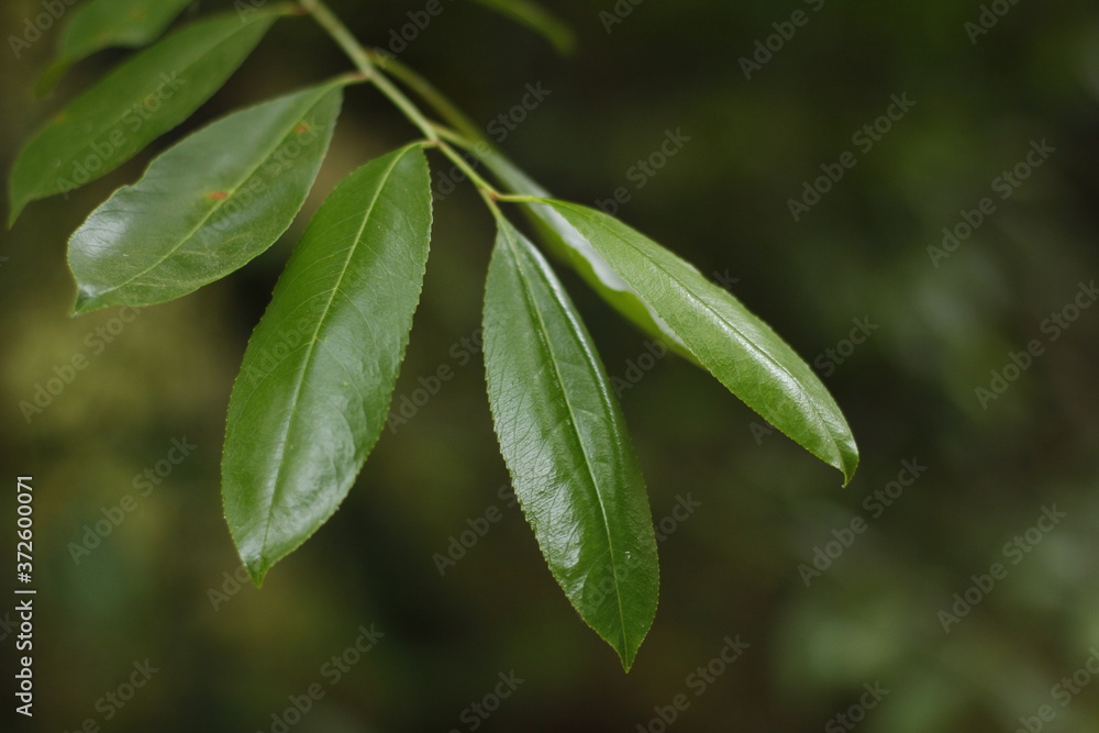 close up of green leaves close up of green leaves