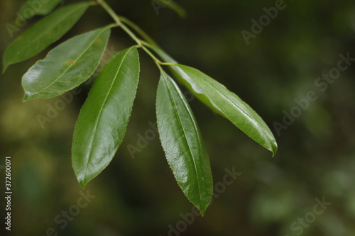 close up of green leaves