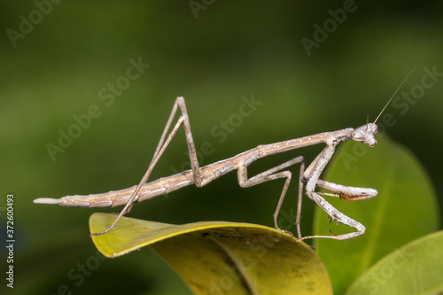 Wallpaper Mural Preying Mantis resting on a leaf Torontodigital.ca