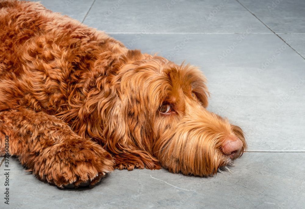 Large dog lying on marble tiles with head on the ground,  looking a bit sad or worried. Super fluffy red / orange female Labradoodle.