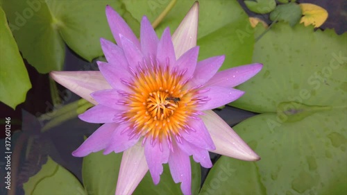 Lotus with bee inside.