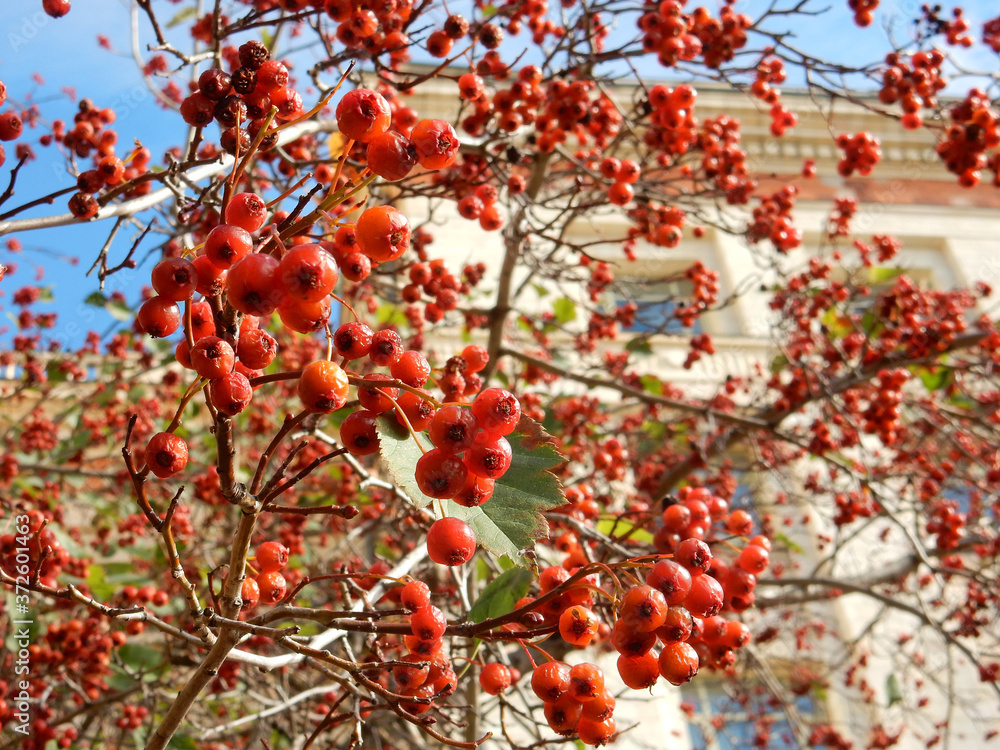 autumn hawthorn branch with red berries and yellow green leaves on a blury background autumn hawthorn branch with red berries and yellow green leaves on a blury background