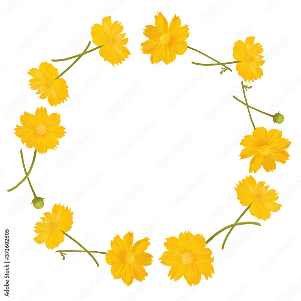 Obraz premium キバナコスモスの円形フレーム