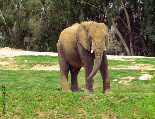 Elephants roaming in San Diego Safari Park photo